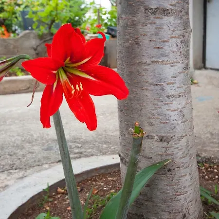 Marsela Apartment Sibenik